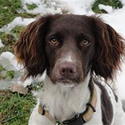 Engelsk springer spaniel Mathilde