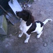 Engelsk springer spaniel Mathilde