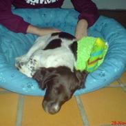 Engelsk springer spaniel Mathilde