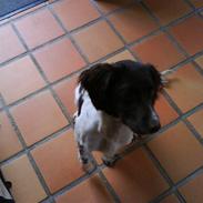 Engelsk springer spaniel Mathilde