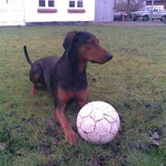 Blanding af racer Boriz