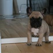 Fransk bulldog Valfers de Aslan (Joker)