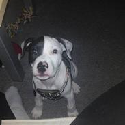 Amerikansk staffordshire terrier Ozzi