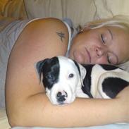 Amerikansk staffordshire terrier Ozzi