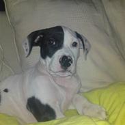 Amerikansk staffordshire terrier Ozzi
