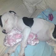 Amerikansk staffordshire terrier Ozzi