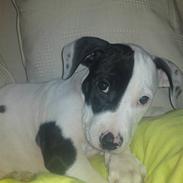 Amerikansk staffordshire terrier Ozzi