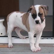 Amerikansk bulldog Sheja 