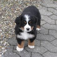 Berner sennenhund ¤ Simba ¤