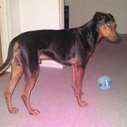 Blanding af racer Boriz