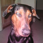 Blanding af racer Boriz