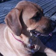 Blanding af racer Daisy