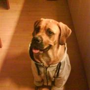 Blanding af racer Daisy