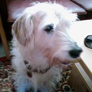 Blanding af racer Luffe (R.I.P marts 2009)