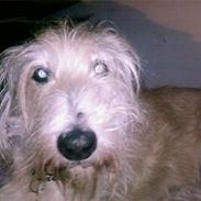 Blanding af racer Luffe (R.I.P marts 2009)