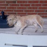 Blanding af racer Luffe (R.I.P marts 2009)