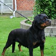 Rottweiler Xinka R.I.P <3