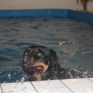 Rottweiler Xinka R.I.P <3