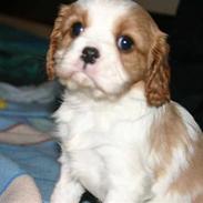 Cavalier king charles spaniel Lady