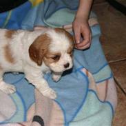 Cavalier king charles spaniel Lady