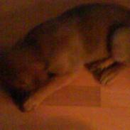 Blanding af racer bato