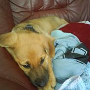 Blanding af racer bato