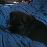 Blanding af racer bato