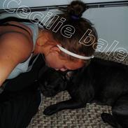 Fransk bulldog Albert 