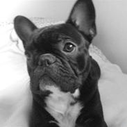 Fransk bulldog Albert 