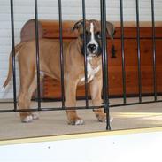 Blanding af racer Congo