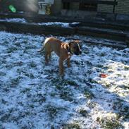 Blanding af racer Congo