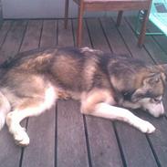 Alaskan malamute Snusen