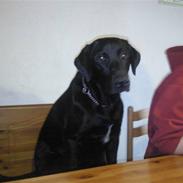 Blanding af racer Blackie