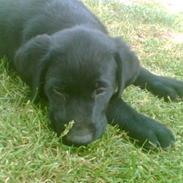 Blanding af racer Blackie