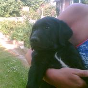 Blanding af racer Blackie