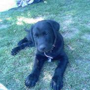 Blanding af racer Blackie