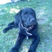 Blanding af racer Blackie