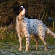 Engelsk setter Nanna