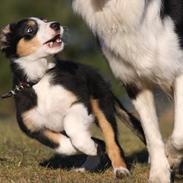 Border collie Fay *13.12.2008 - 4.12.2018*