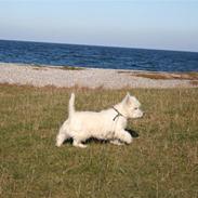 West highland white terrier Boris