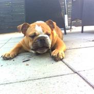Engelsk bulldog BERTRAM