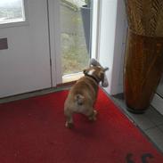Engelsk bulldog BERTRAM