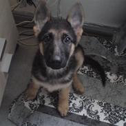 Schæferhund Alderslyst Xandra (Chili)