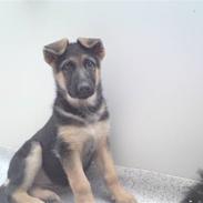 Schæferhund Alderslyst Xandra (Chili)