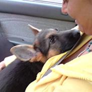 Schæferhund Alderslyst Xandra (Chili)