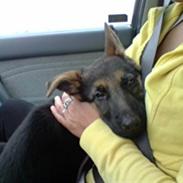 Schæferhund Alderslyst Xandra (Chili)