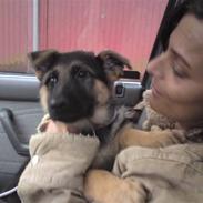 Schæferhund Alderslyst Xandra (Chili)