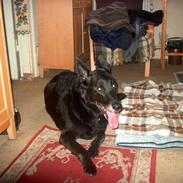 Blanding af racer Bimmer RIP 07/03/09