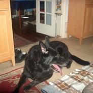 Blanding af racer Bimmer RIP 07/03/09