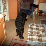 Blanding af racer Bimmer RIP 07/03/09